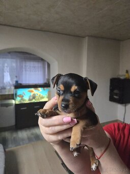 Kríženci Jack Russel - Srnči Ratlík