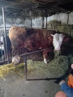 🐂 Na predaj býk – slovenský strakatý