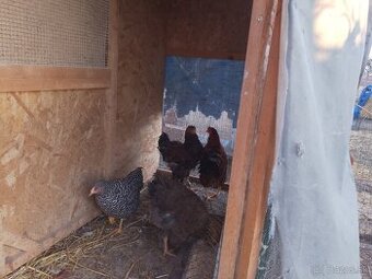 Predám mladých kohútov