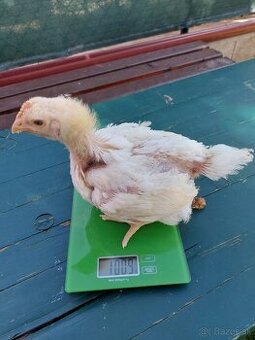 Predám brojlerové kurčatá