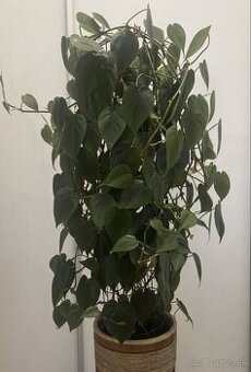 Izbova rastlina - philodendron