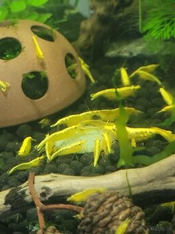 Yellow neon stripe - Neocaridina davidi