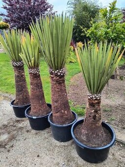 Yucca a dasylirion