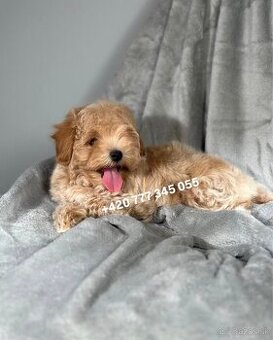 Maltipoo F1 Caramel, 3 měsíce – 1200 €Barbara