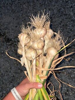 Cesnak na dosušenie s vňaťou - Dukát