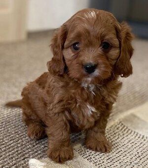 Cavapoo