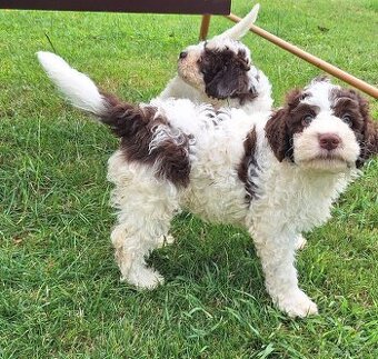 Lagotto romagnolo s PP (italský vodní pes)