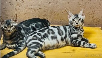 Bengálske mačiatka, bengalska mačka s Rodokmeňom