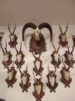 Trofej trofeje parohy parožie zhody....