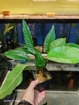 Anubias heterophylla