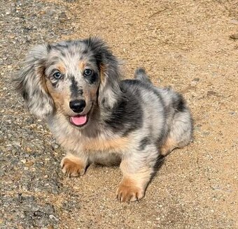 Šteniatka jazvečíka na adopciu.