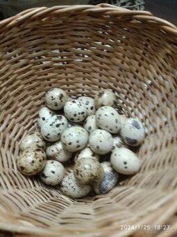 Prepeličie vajíčka