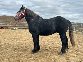 Valach na predaj - percheron