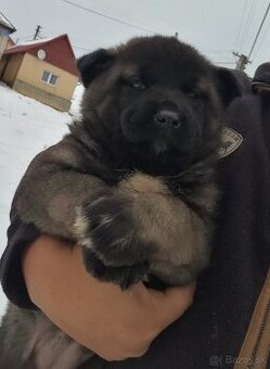 Nemecky ovciak krizeni z americkou akitou