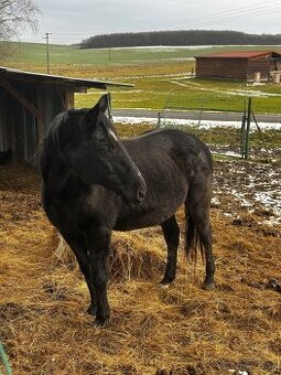 Anglický plnokrvník