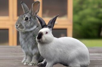 KOLEKCIE KRÁLIKOV (Činčila veľká + Kalifornský králik)