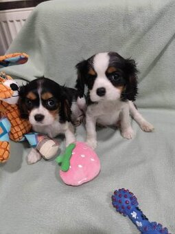 Cavalier King Charles španiel