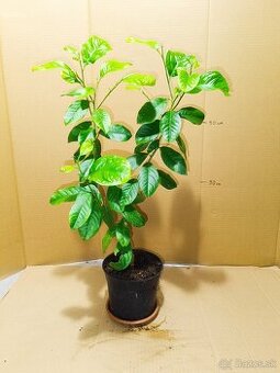 Stromček citrónovník výška 60cm