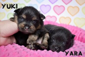 Pomeranian s PP fenky
