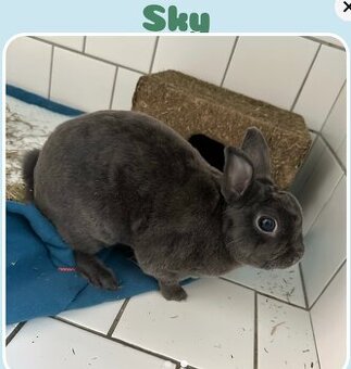 Sky pripravený na adopciu