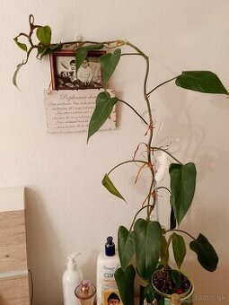 Predám metrový philodendron