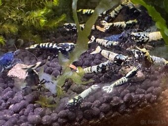 Krevety Caridina Black Galaxy /Fishbone / black/