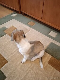 Shi-tzu