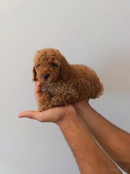 Toy Pudel
