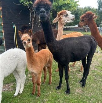 alpaca +mladá alpaka - 1