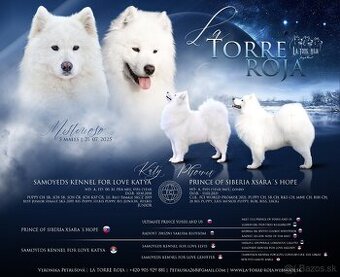 Samojed s PP LA TORRE ROJA