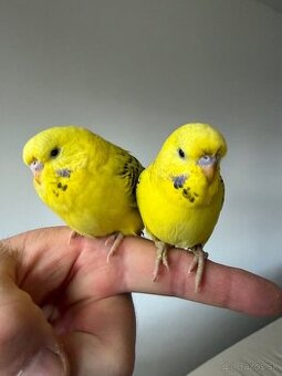 Andulka TCB Maznačik