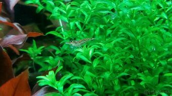 Predam krevety do akvaria