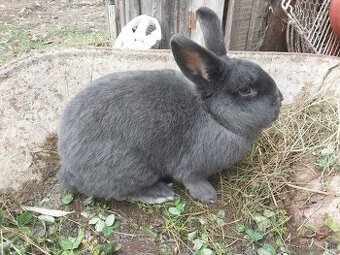 Viedenský modrý králik