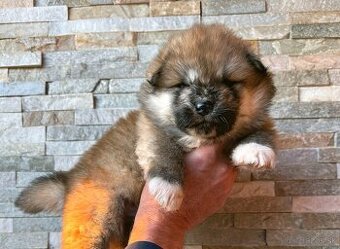 Akita Inu s PP - rodokmen FCI