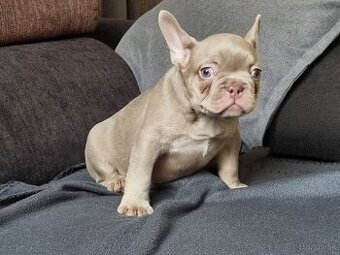 Francúzsky Buldoček