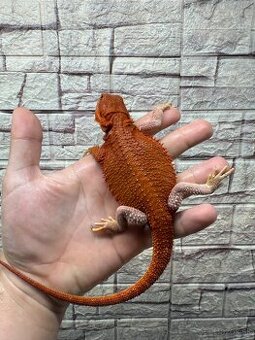 Agamky bradate  Extreme red