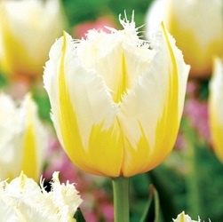 Tulipán Lemon Beauty 5 ks cibulek
