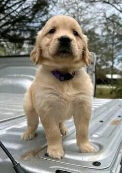 Šteniatka zlatého retrievera na adopciu.