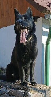 Nemecký ovčiak - krytie