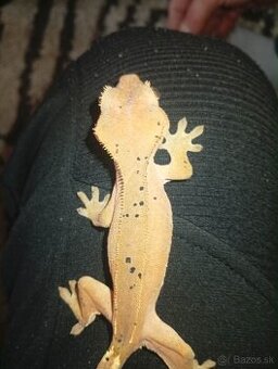 Pagekon riastnaty mláďatá