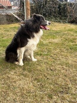 Darujem psa Border Collie matka čistokrvna otec pouličny