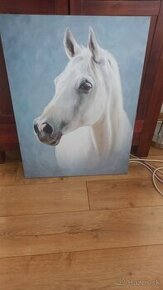 Obraz koníka