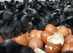Násadové vajcia originál Black Star gazdovské plemeno.