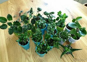 Izbové rastliny - tučnolist, peperomia, šrekovo ucho, fialka