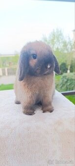 Mini lop