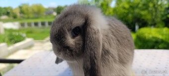 Mini lop
