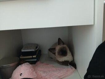 Ragdoll mačiatko