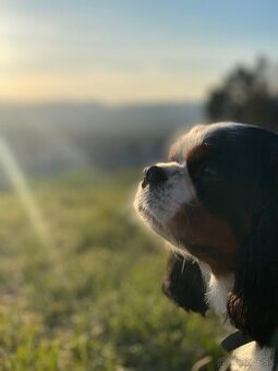 Cavalier king Charles spaniel