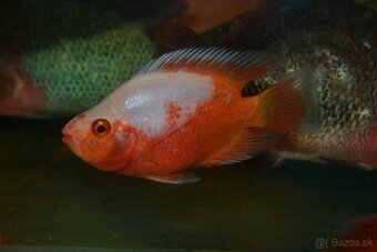 Americké cichlidy dovoz 18.5. RK-PP