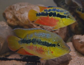Americké cichlidy dovoz 18.5. RK-PP